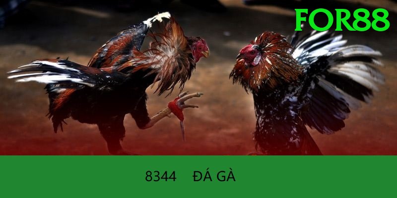 Đá Gà Trực Tiếp - Trải nghiệm tuyệt vời - Sự kiện